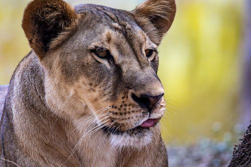 Free A detailed close-up of a lioness displaying her calm demeanor in a natural setting. Stock Photo