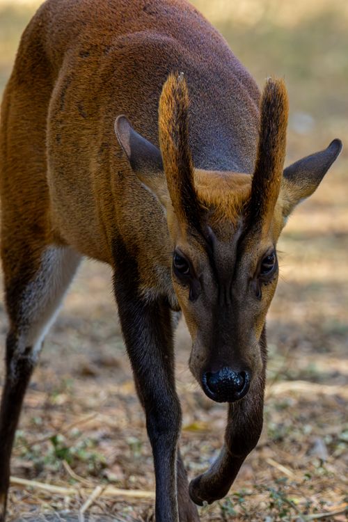 Free A vibrant red muntjac deer captured in its natural habitat showcasing unique antlers. Stock Photo