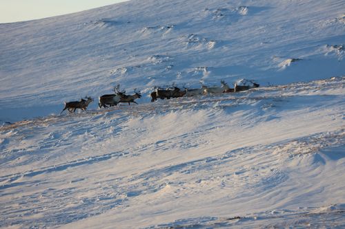 Free A herd of reindeer traverses a snowy landscape in Norway's winter wilderness. Stock Photo