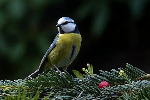 Yellow Bird Perched on Tree