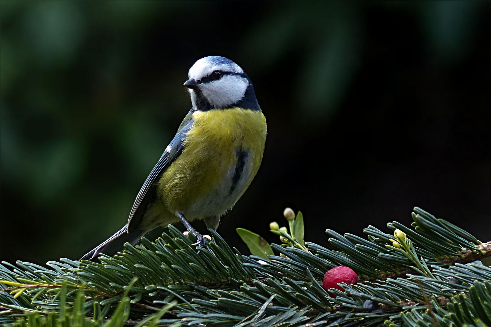 Les Papillons pollinisateurs