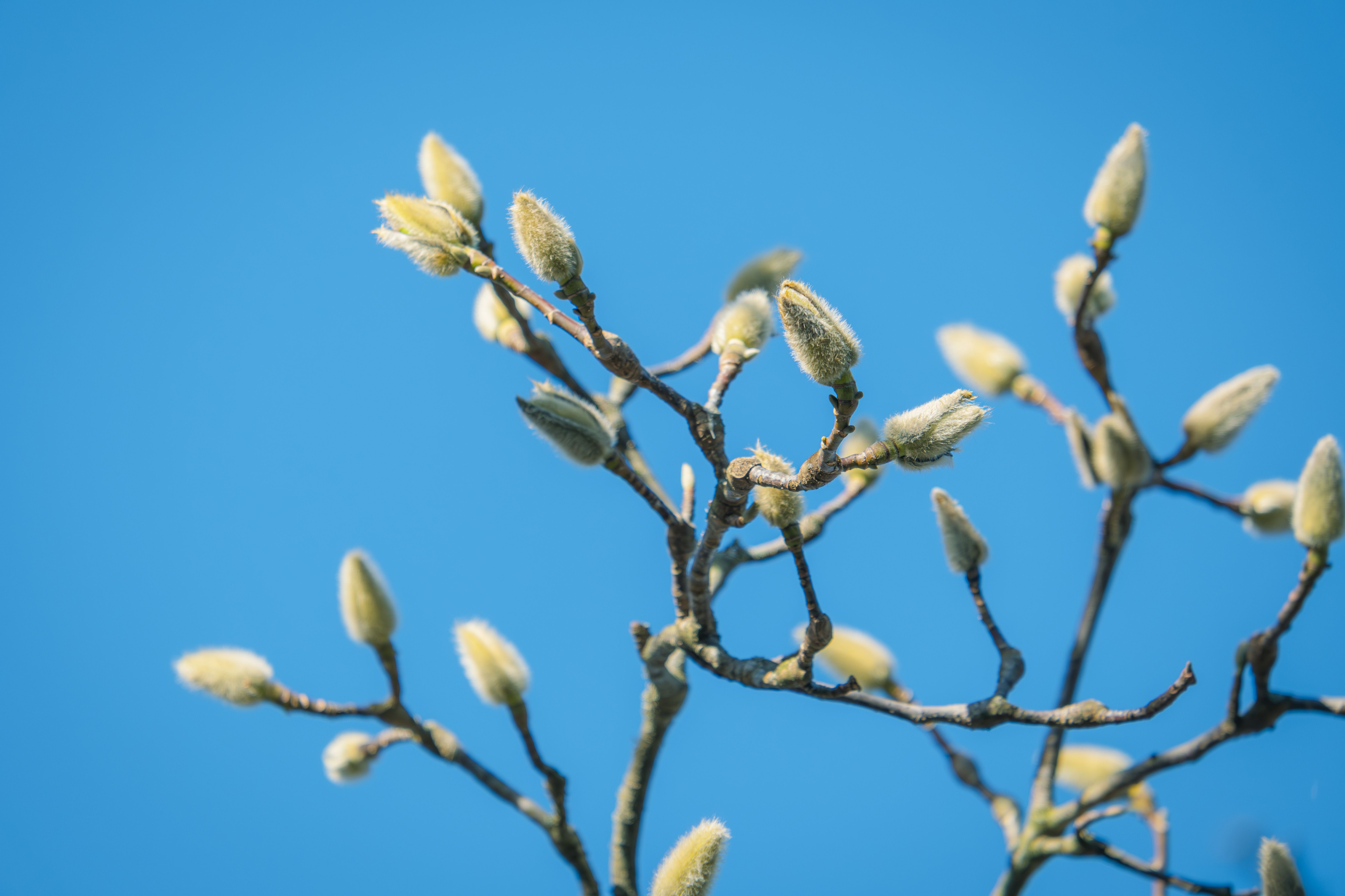 Éveillez Votre Vitalité avec les Bourgeons de Printemps