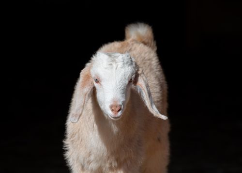 Free Close-up of a young goat standing in bright sunlight with a dark background. Stock Photo