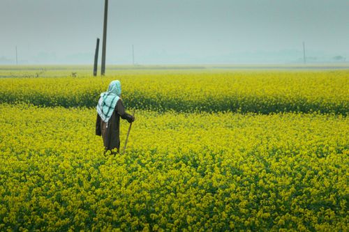 Free A person stands amidst a vast mustard field on a winter day, evoking solitude and nature's beauty. Stock Photo