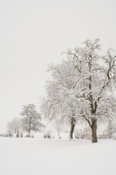 Peaceful winter scene featuring snow-laden trees in a snowy field.