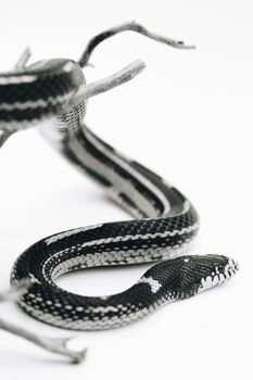 snake photo