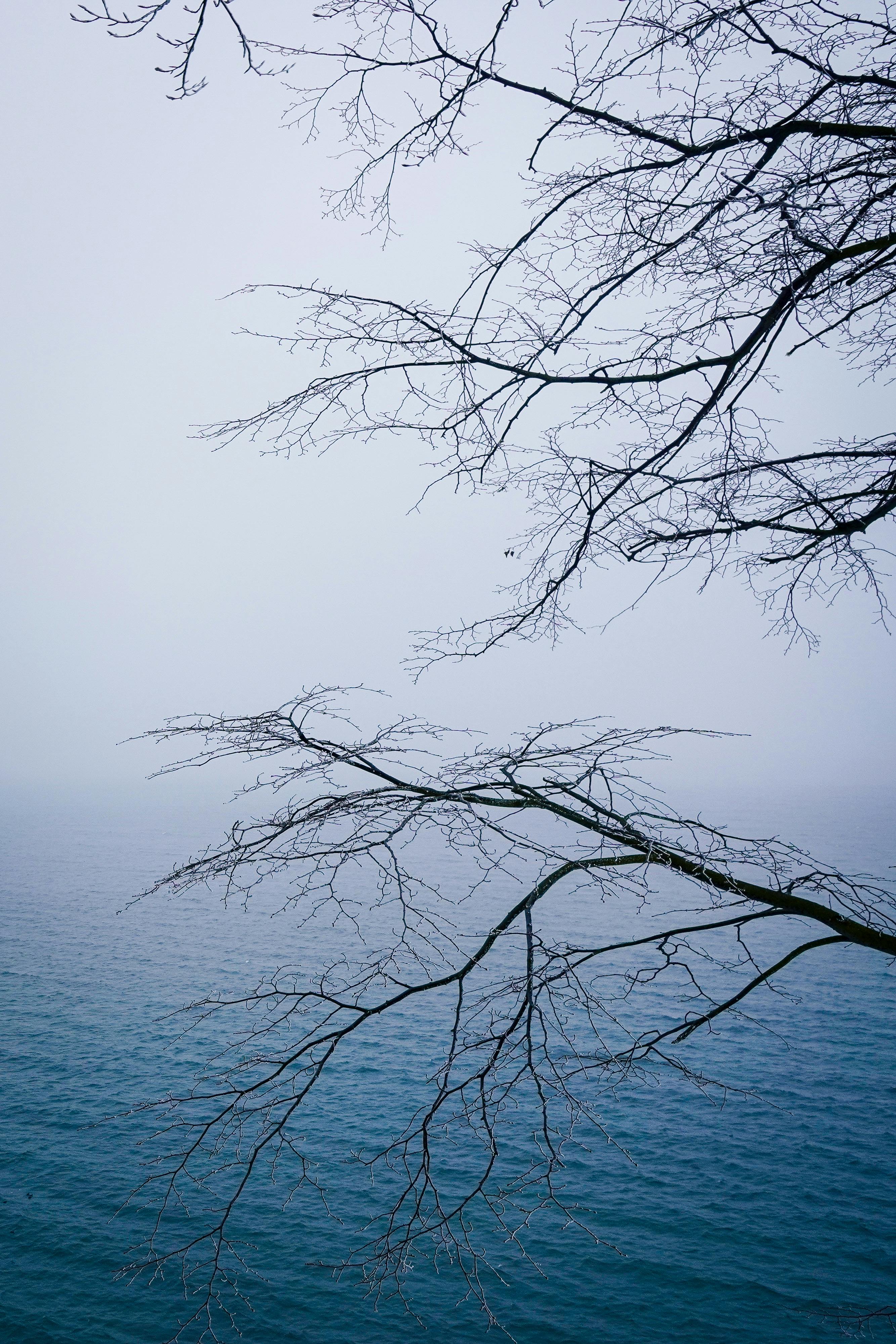 Δωρεάν Γαλήνια χειμερινή σκηνή μιας λίμνης με γυμνά κλαδιά δέντρων στο πρώτο πλάνο. Φωτογραφία από στοκ φωτογραφιών