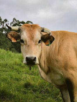 A serene close-up of a cow in a lush green field in Kangas de Onis, Spain, showcasing rural tranquility.