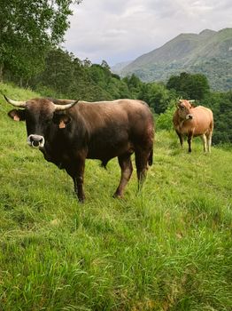 Two cows peacefully grazing on a lush hillside in the scenic Spanish region of Asturias.