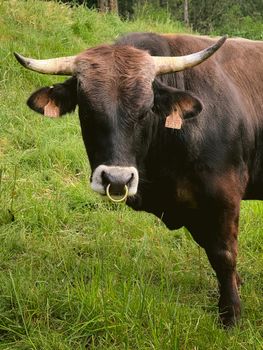 A robust Asturian cow with horns grazing in a lush green meadow in Spain.