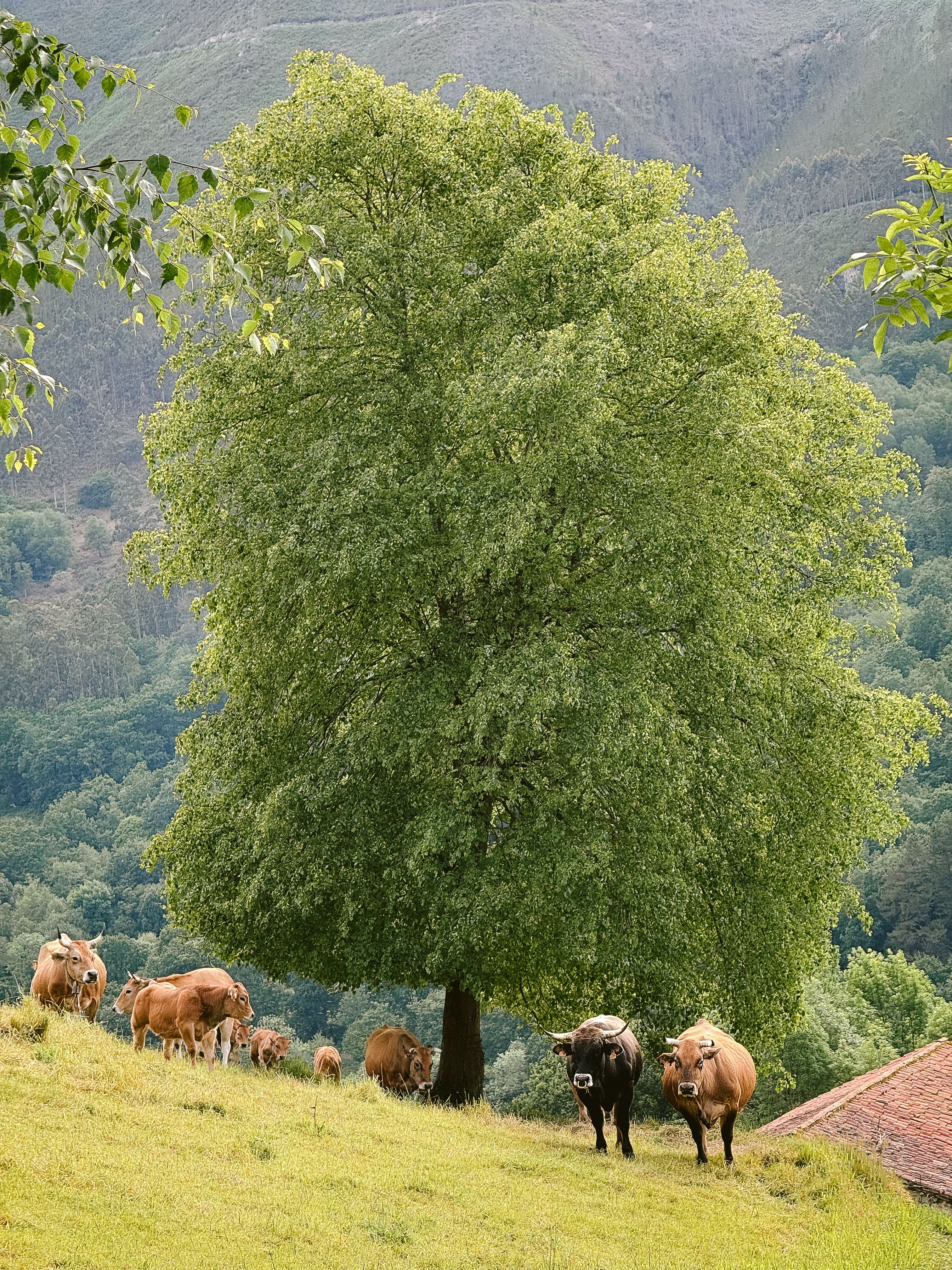 Fotomural Fotolia