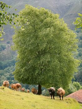 Peaceful image of cattle grazing under a tree in Cangas de Onís, Spain.