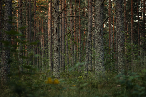 Free Serene view of a dense pine forest with lush greenery. Stock Photo