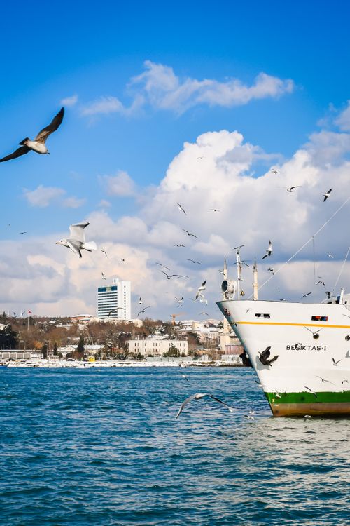 Free A picturesque view of a ship and seagulls on the Bosphorus in Istanbul, Türkiye. Stock Photo