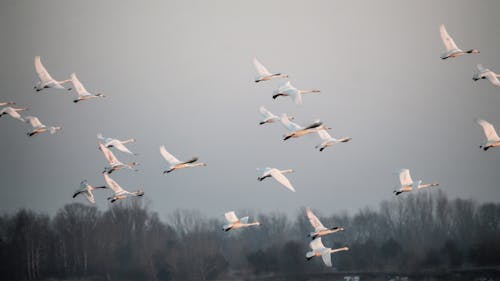 Flock of Birds flying on Air 