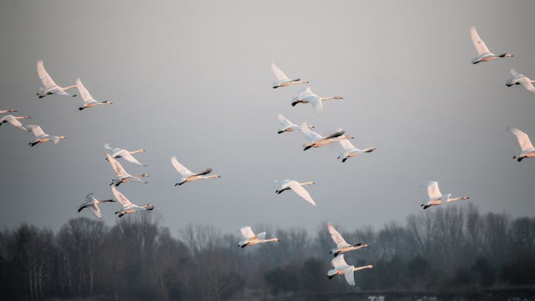 Flock Of Birds Flying On Air 