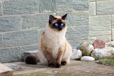 Siamese Cat Personality: Unveiling the Charismatic Charm of the Feline World