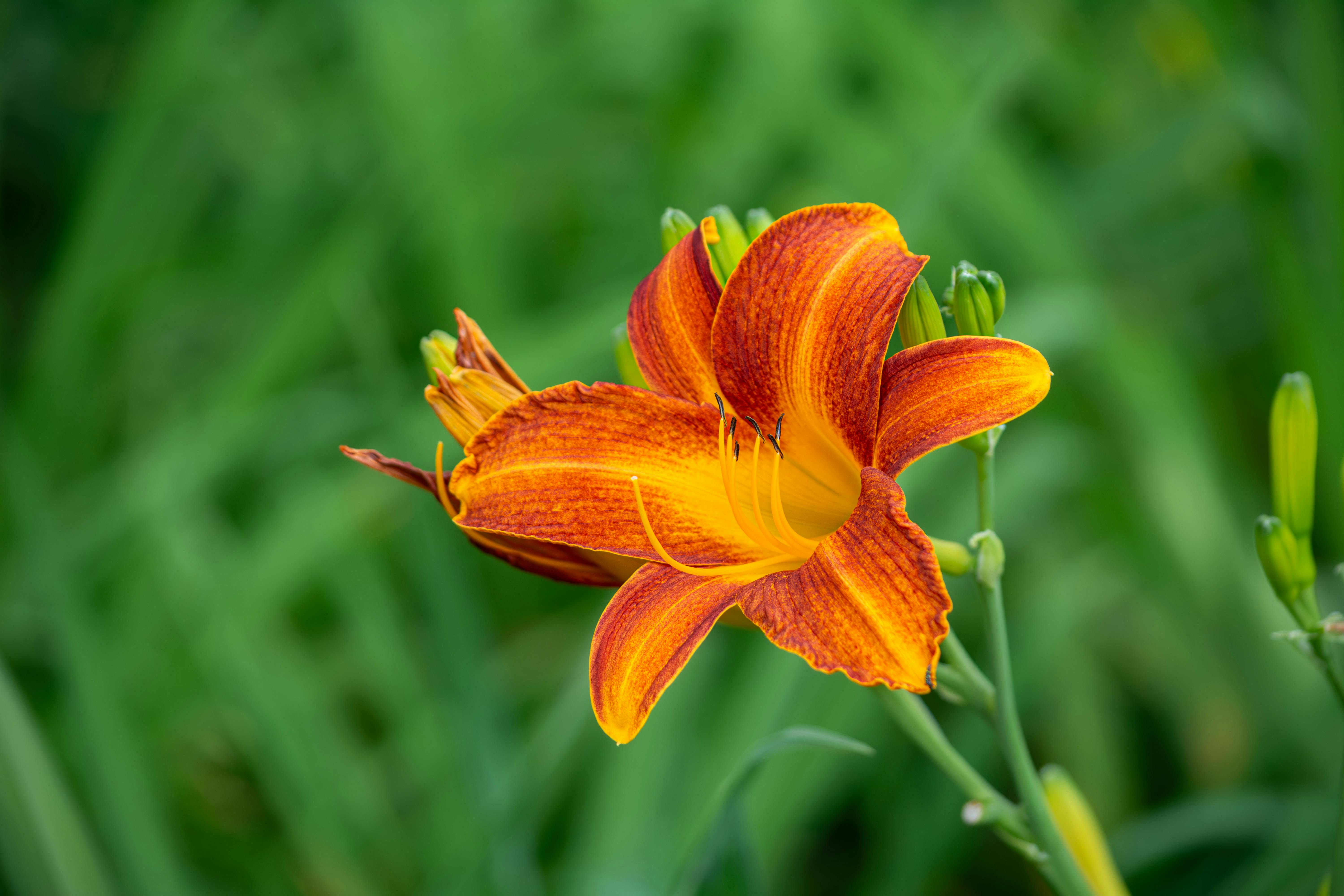 Auto giant shares tumble on Trump’s tariff threat over Greenland