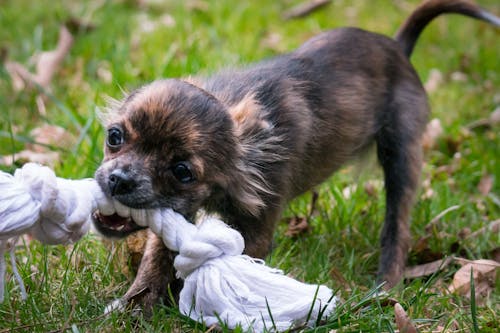 Free Brown Puppy Biting Rope Stock Photo