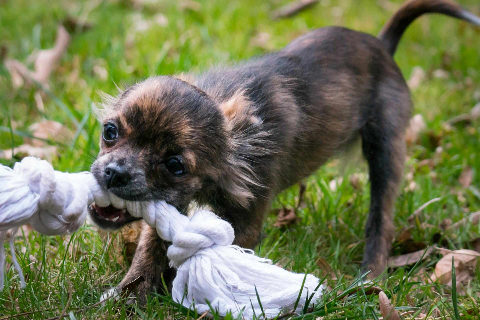 Bruine puppy bijten touw