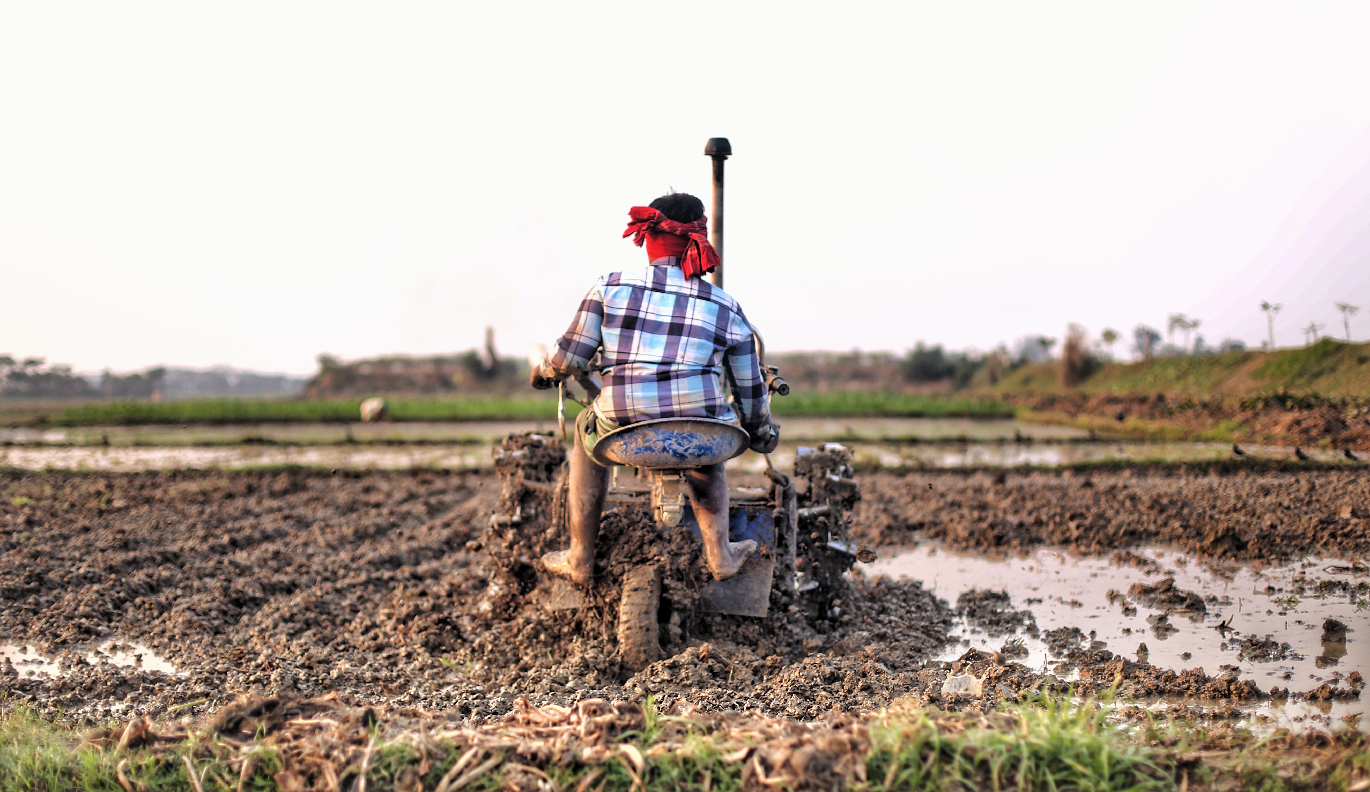 A Bangladeshi farmer operates a tractor while plowing a muddy field at sunset, showcasing rural life.