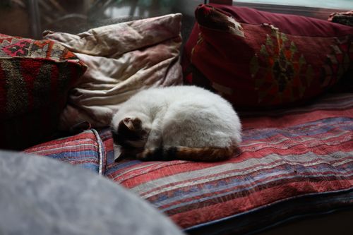 Free A white cat peacefully sleeping on vibrant, patterned cushions indoors. Stock Photo