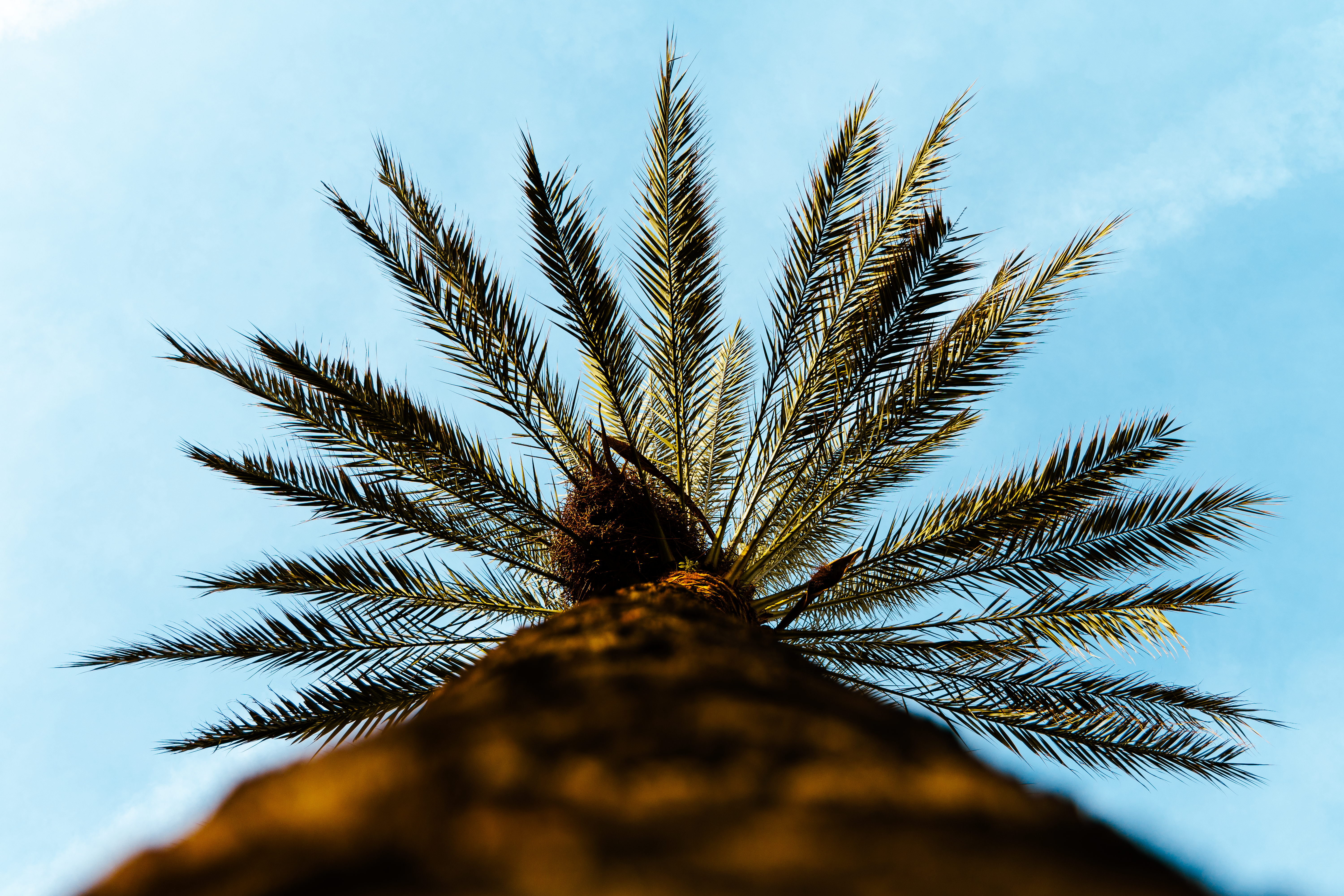 Tropische palmboomfotobehang verfrist herfstinterieur.