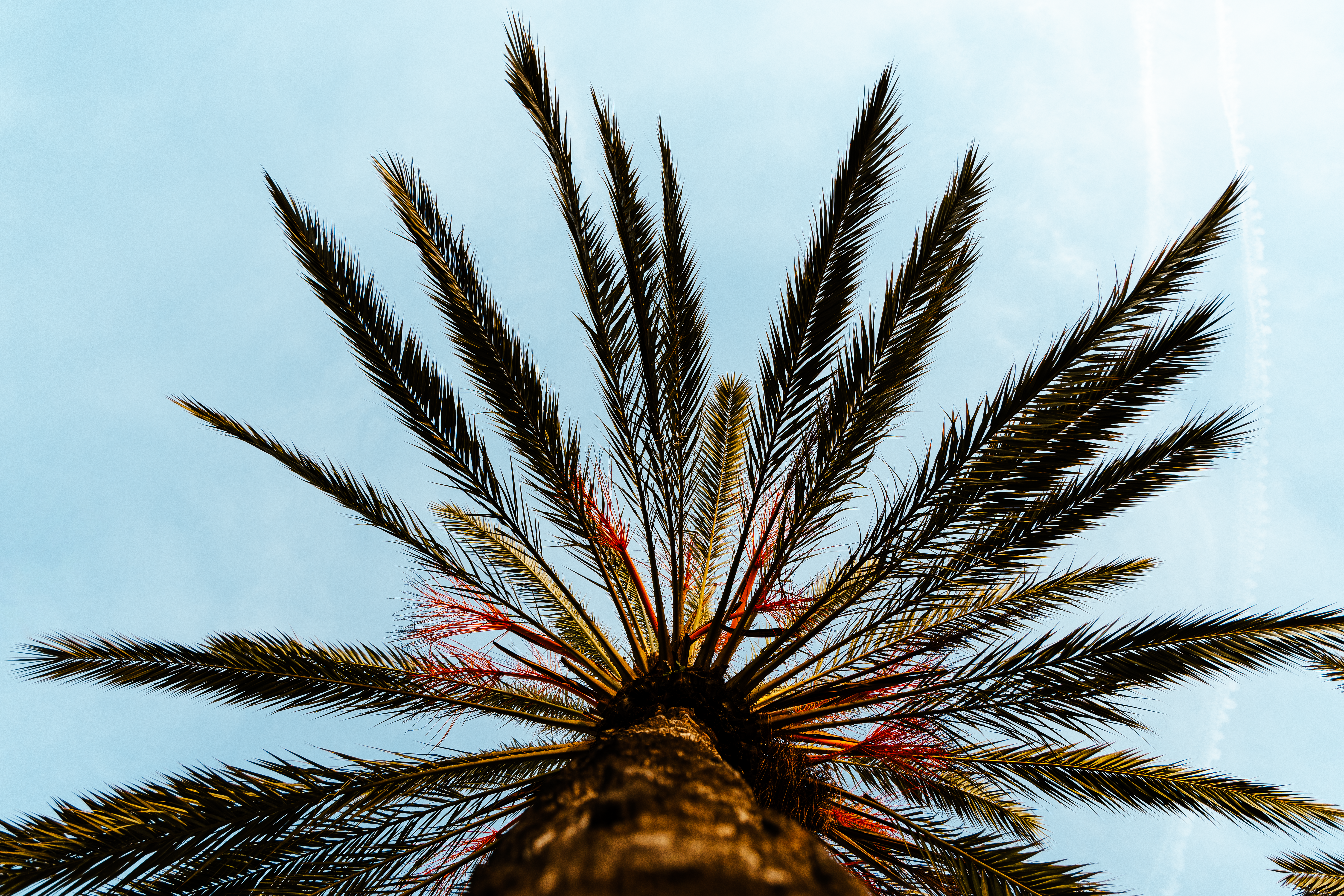 The Ultimate Guide to Palm Tree Removal: A Experts Advice