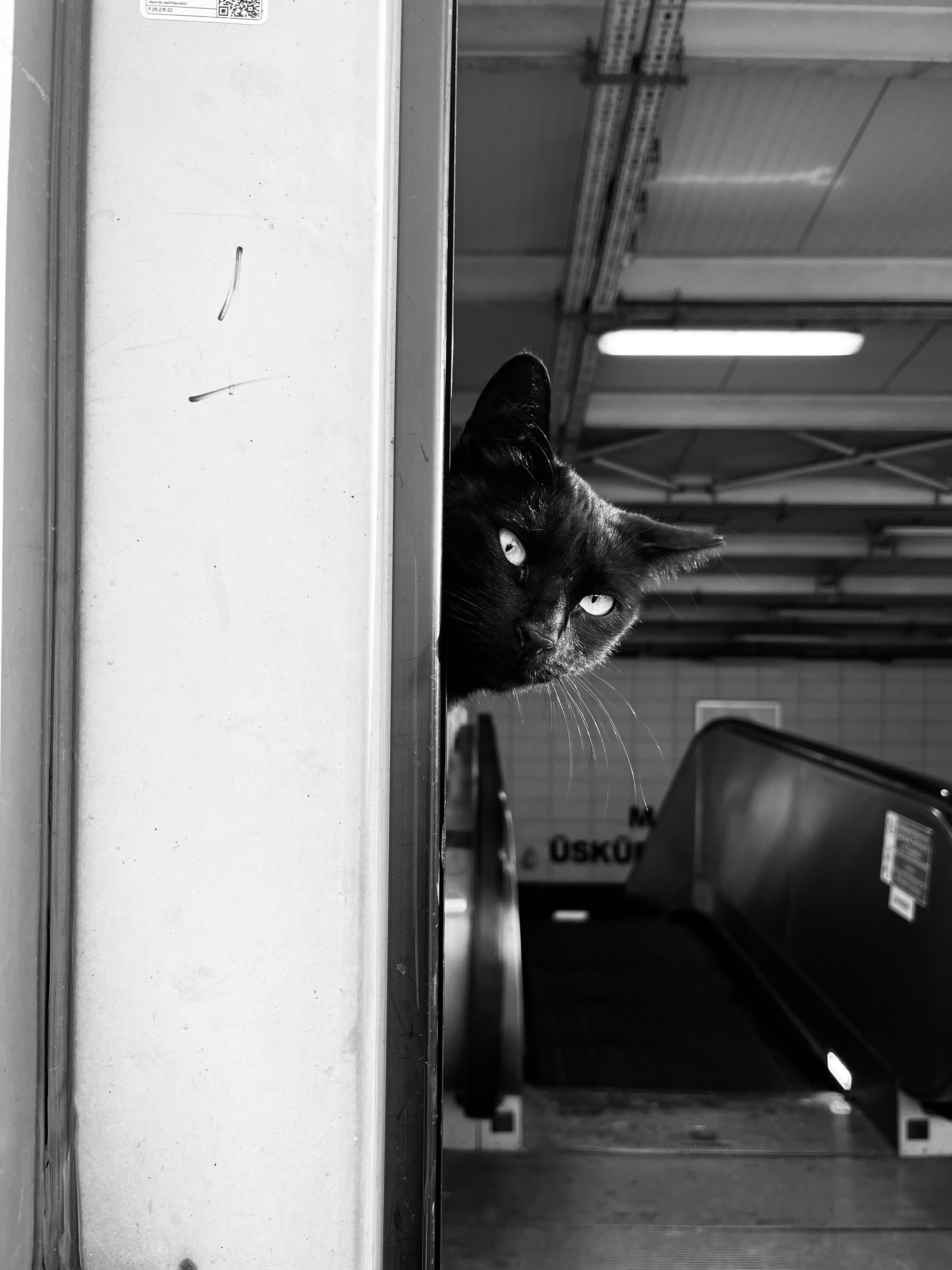 免費 一隻黑貓好奇地從室內手扶梯附近的牆後探出頭來。 圖庫相片