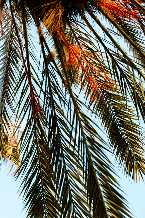 Free Capture the essence of summer with vibrant palm leaves against a bright sky. Stock Photo