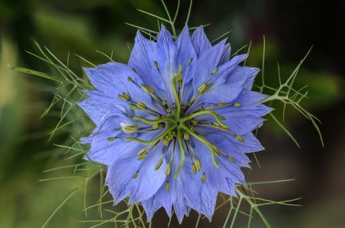 Free Stunning Nigella damascena flower in full bloom with intricate details and vivid blue petals. Stock Photo