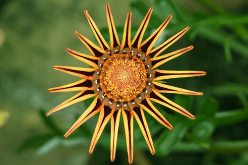 Free Close-up of a vivid orange gazania flower with starburst pattern, surrounded by green foliage. Stock Photo