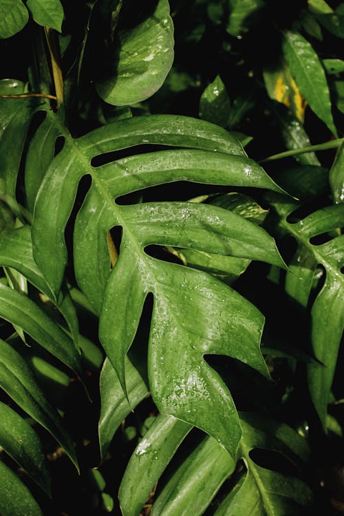 Wet green leaves of exotic delicious monster plant growing in tropical garden on sunny day