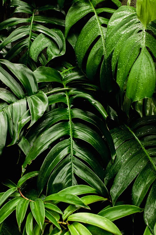 Photo of Green Leaves