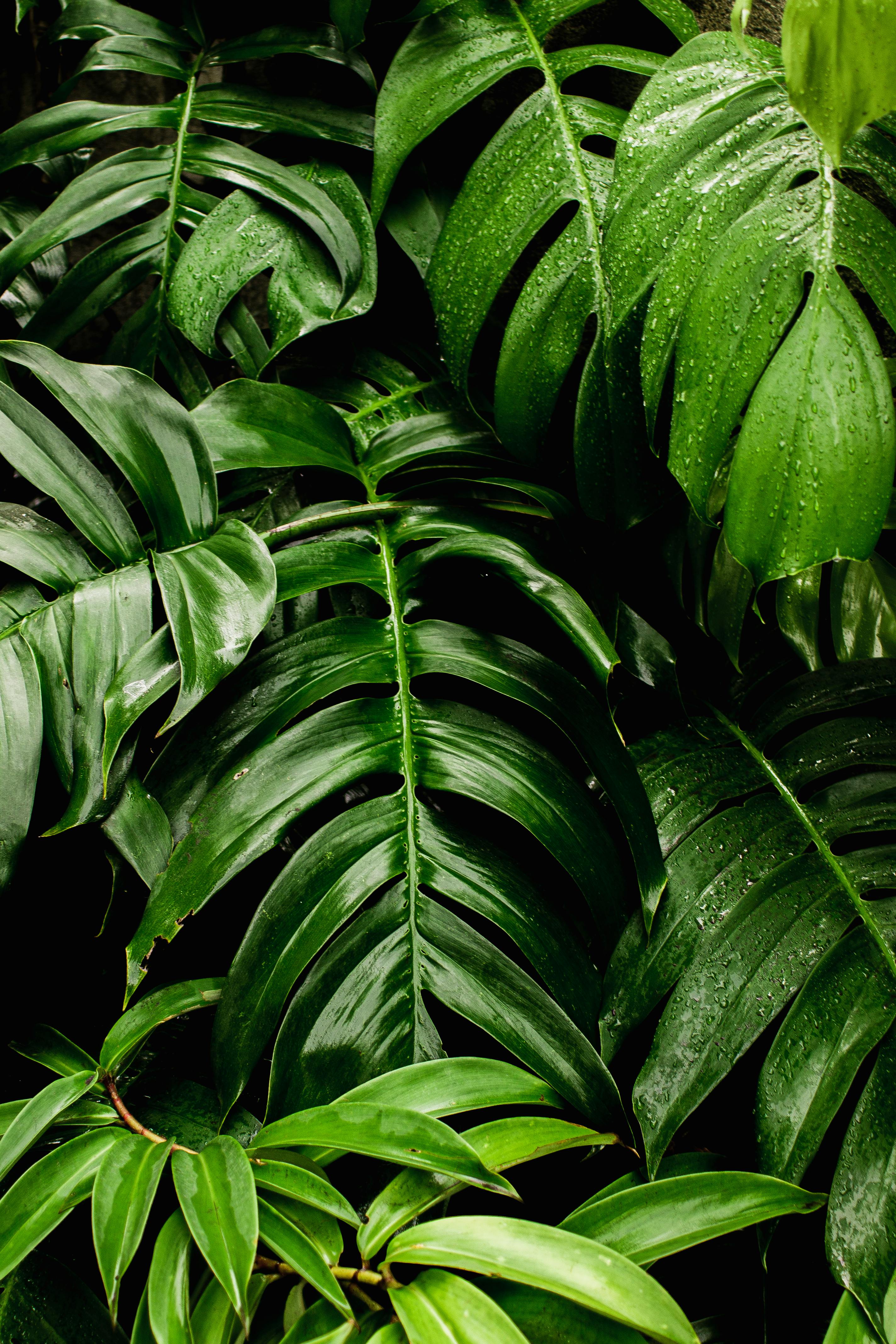 Green Leaves Photos, Download The BEST Free Green Leaves Stock Photos & HD  Images