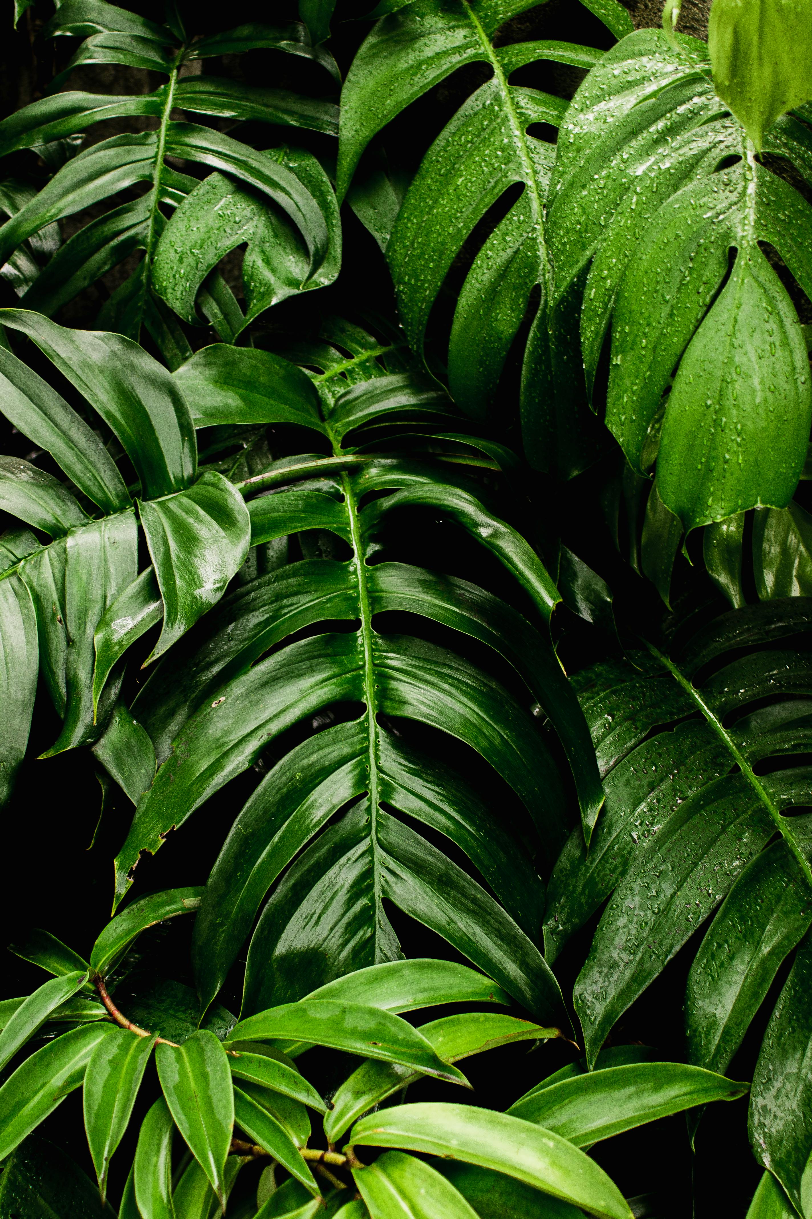 Details 200 green plant background