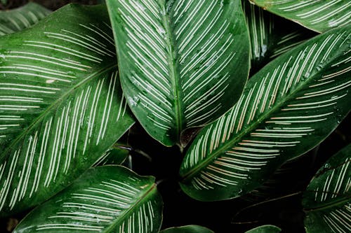 Free 緑の葉の植物 Stock Photo