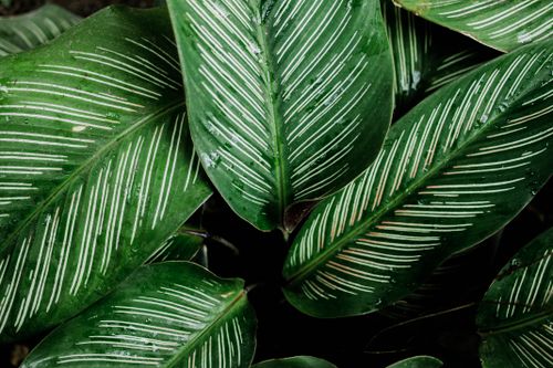 Calathea Makoyana