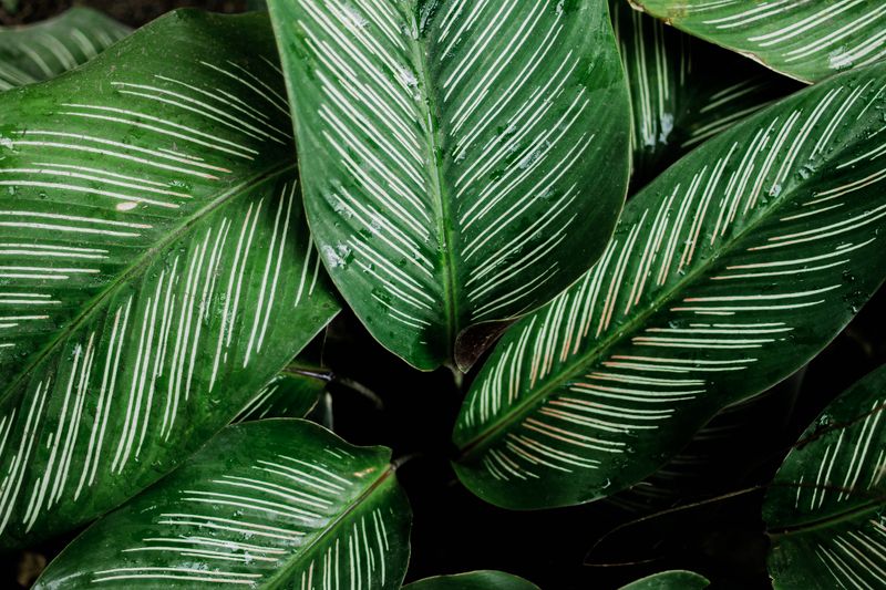 Calathea Makoyana