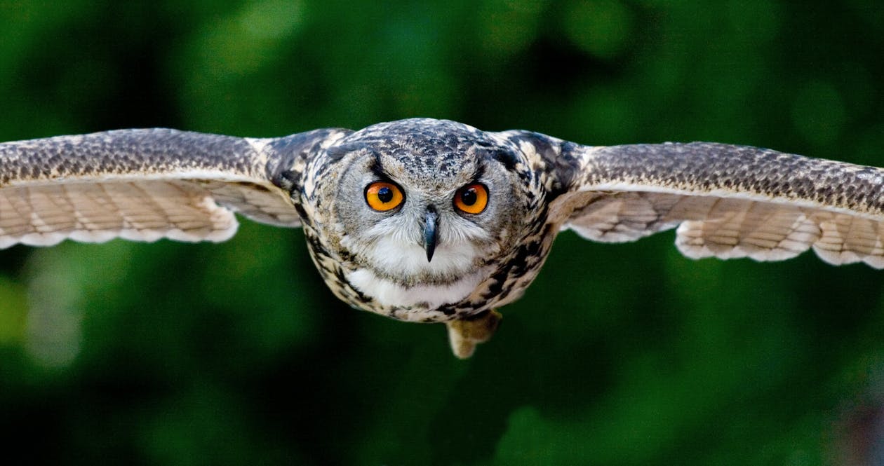 Tanning Photography of Flying Eagle-owl