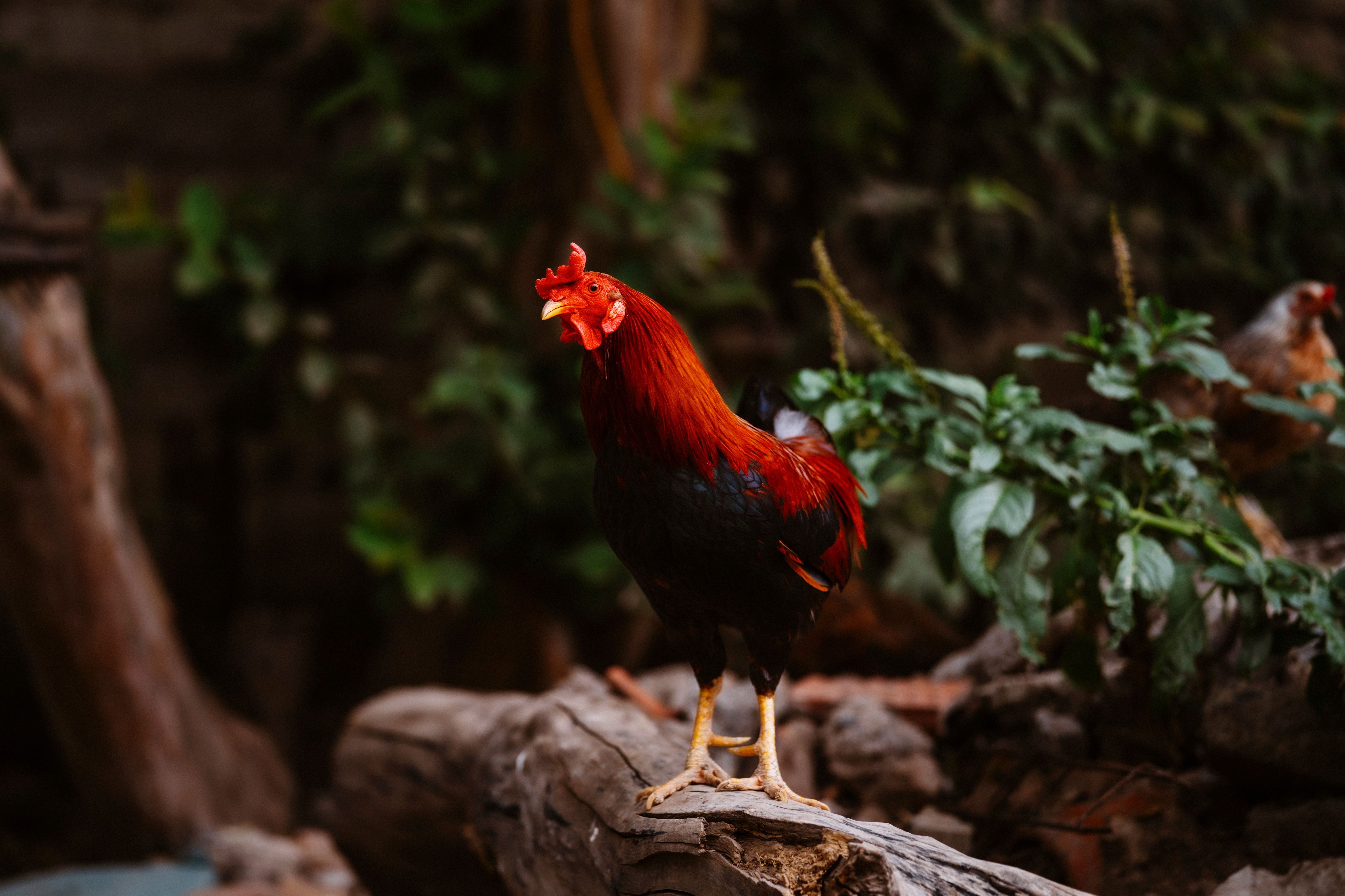 Top 10 poultry technology trends of 2026 (so far) — Photo by Fernando Capetillo on Pexels