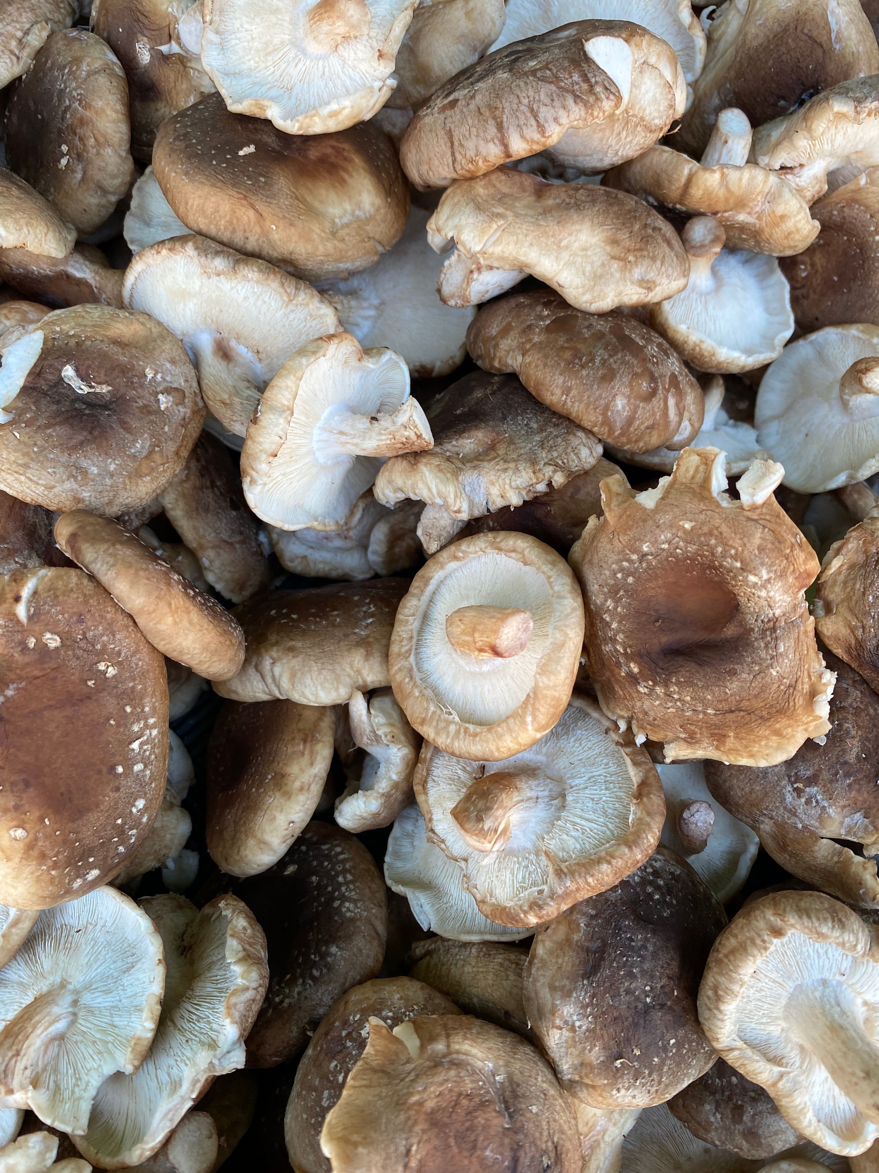 Shiitake Mushroom