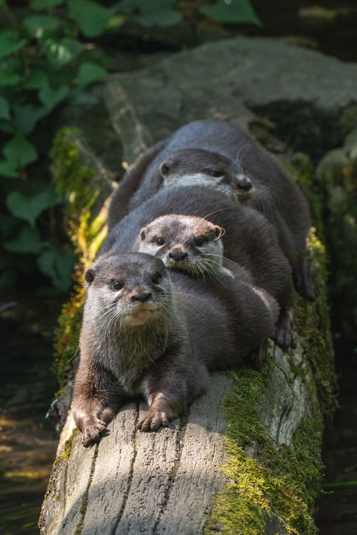 Free Three Asian small-clawed otters resting on a mossy log in a serene outdoor setting. Stock Photo