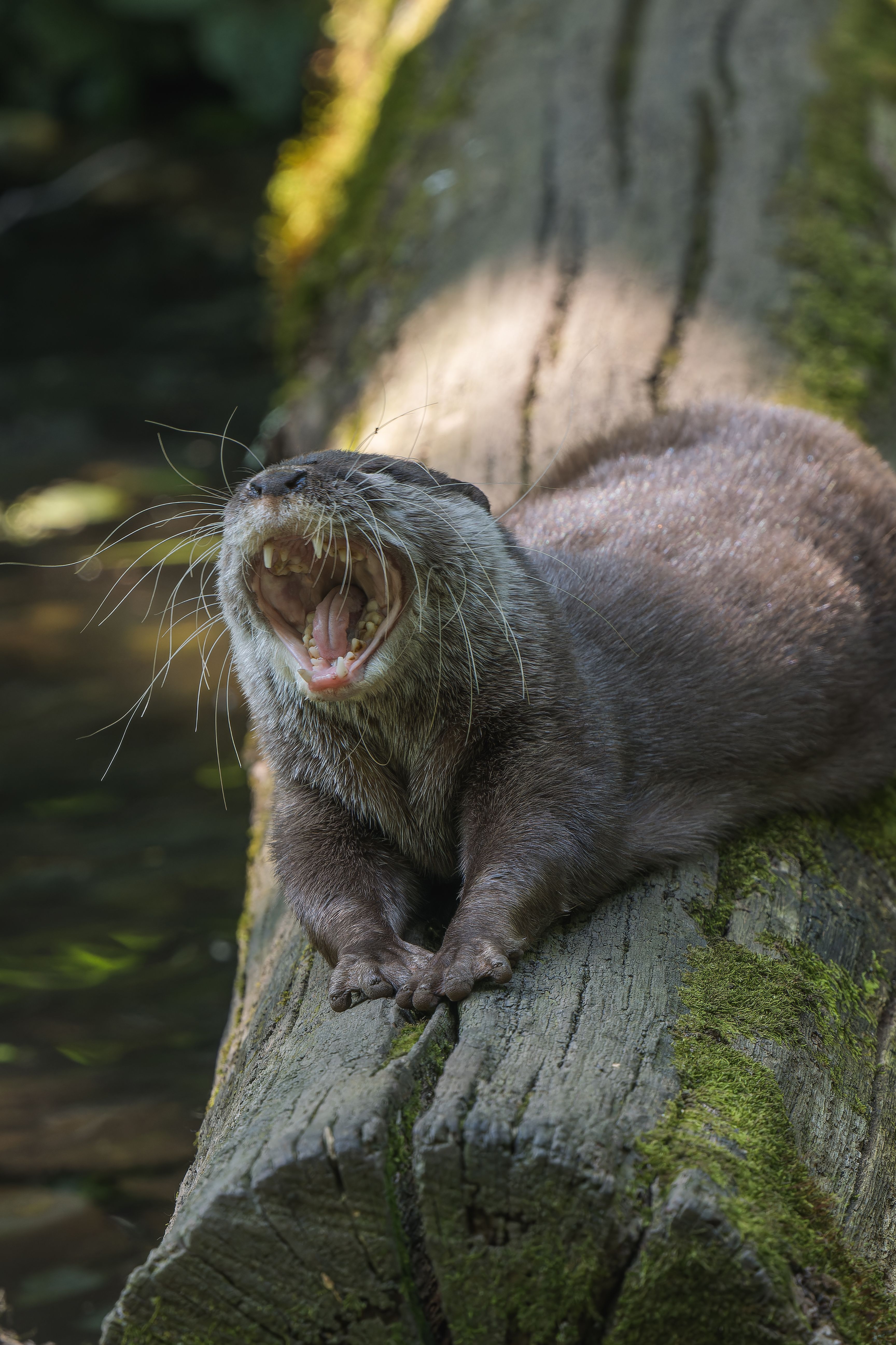 カワウソ, カワウソが立っている, カワウソの姿勢, カワウソの毛皮