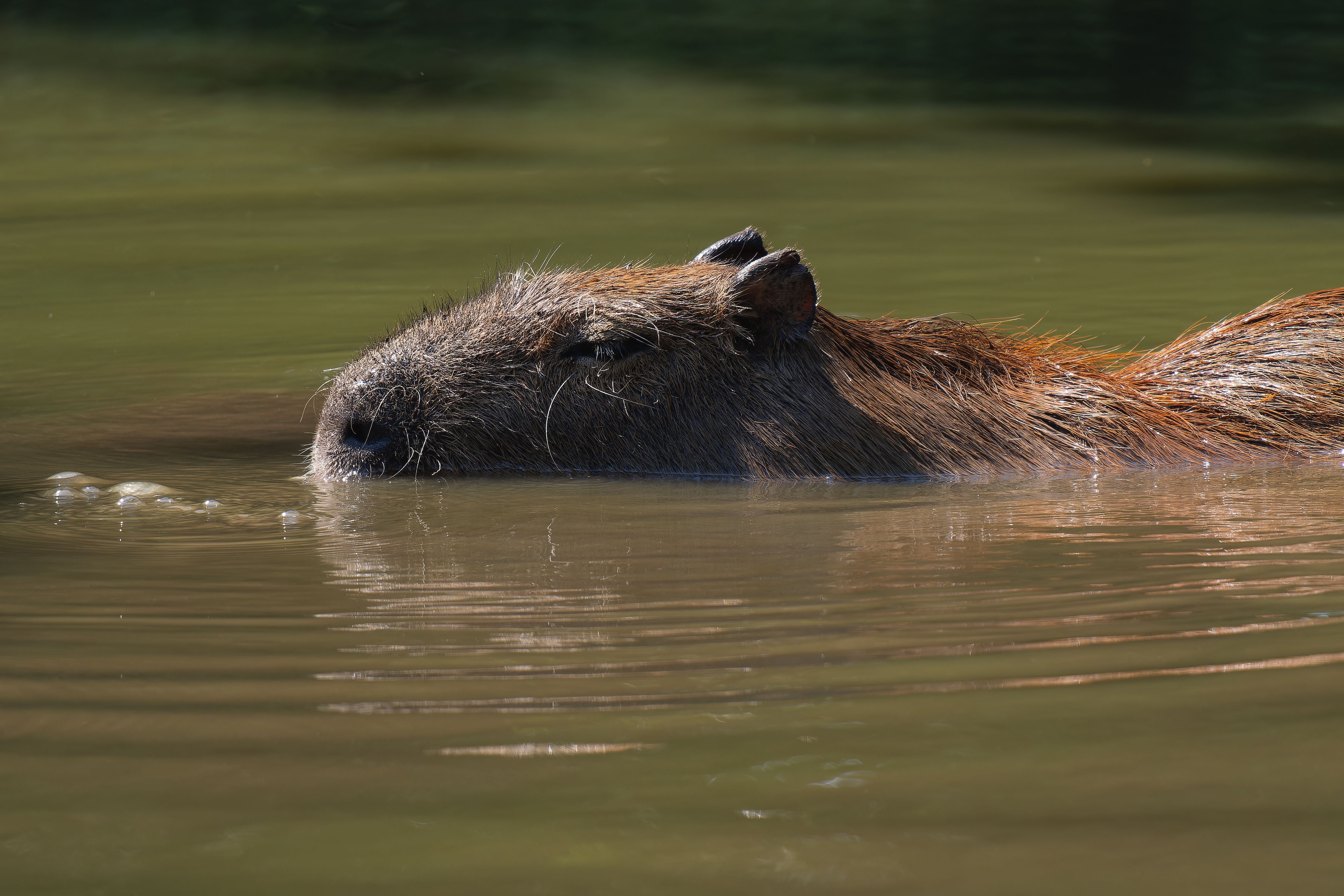 Capybara Swimming Peacefully in Calm Waters · Free Stock Photo