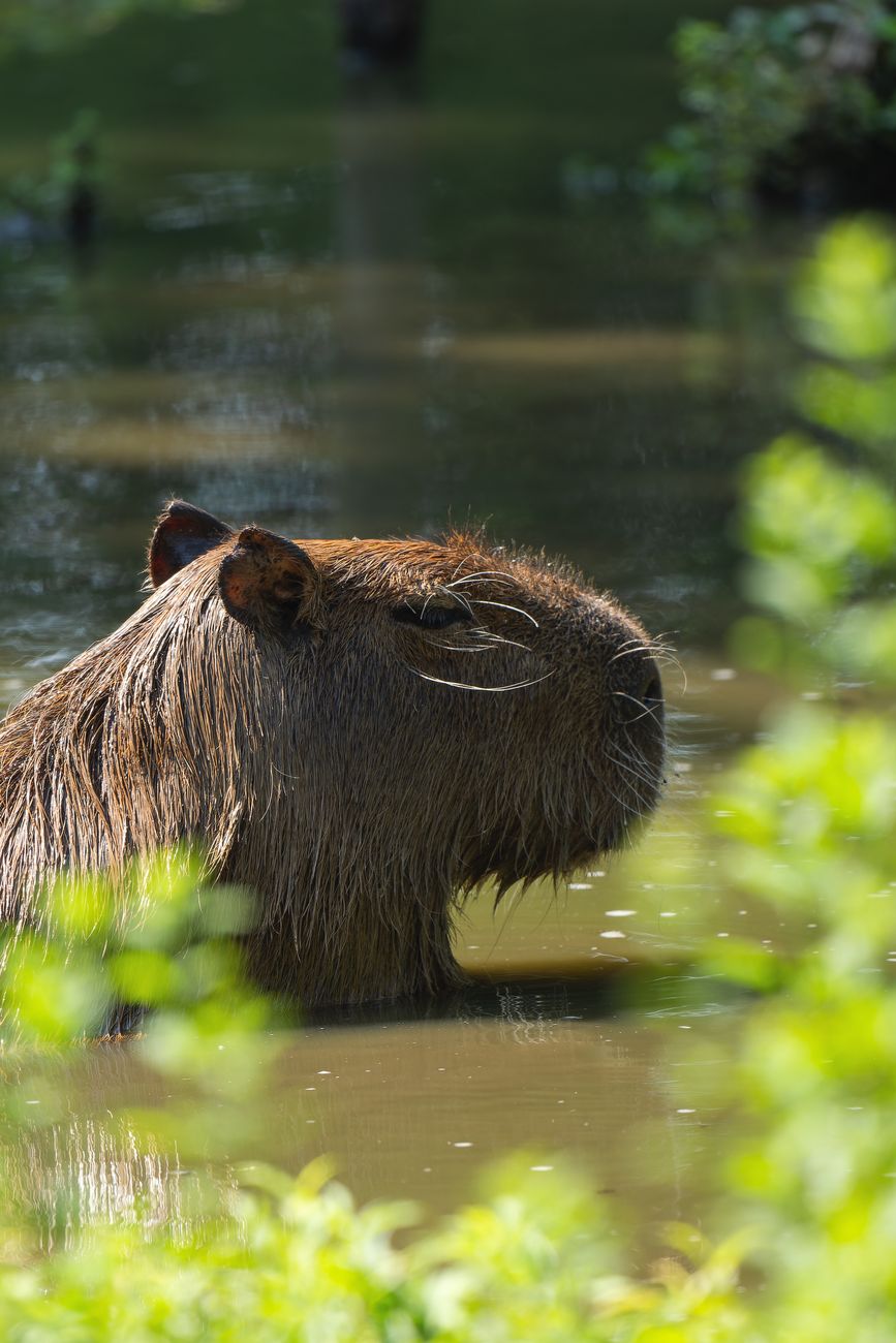 Een capibara die gedeeltelijk onder water ligt in een rustig moerasgebied, omgeven door groen.