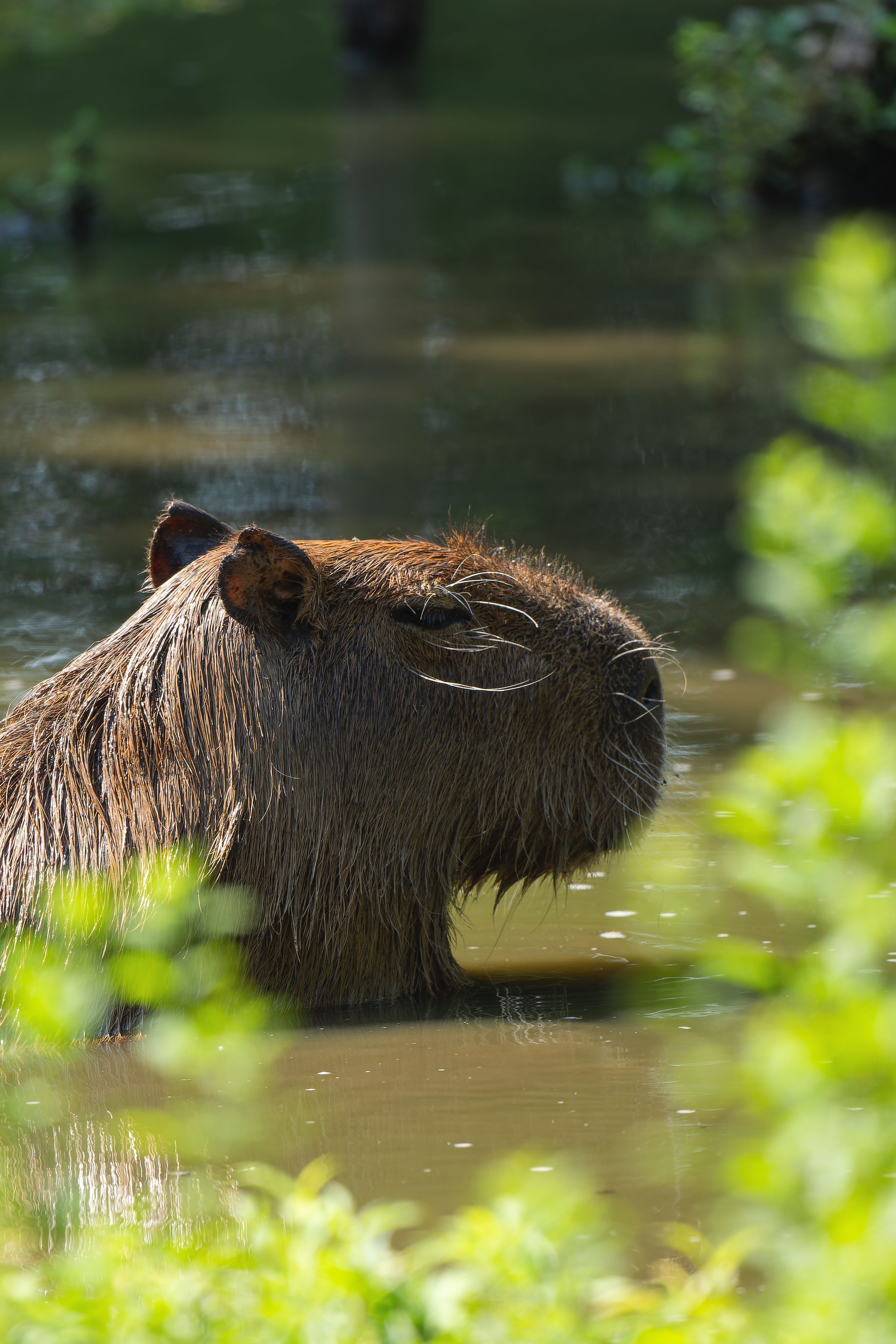 Cute Capybara Desktop Wallpaper Photos, Download The BEST Free Cute ...