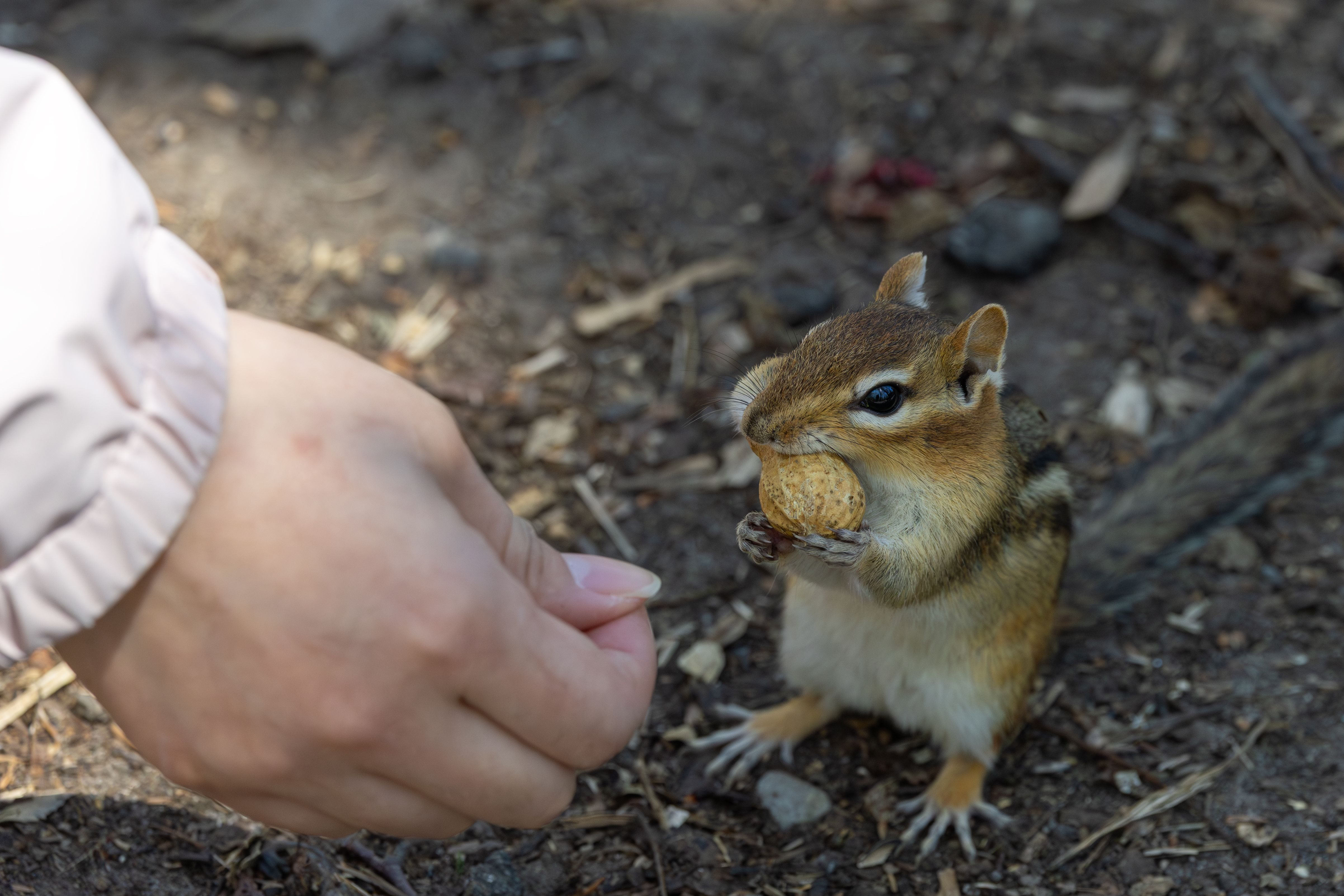 Close-Up of Chipmunk Holding a Nut Outdoors · Free Stock Photo