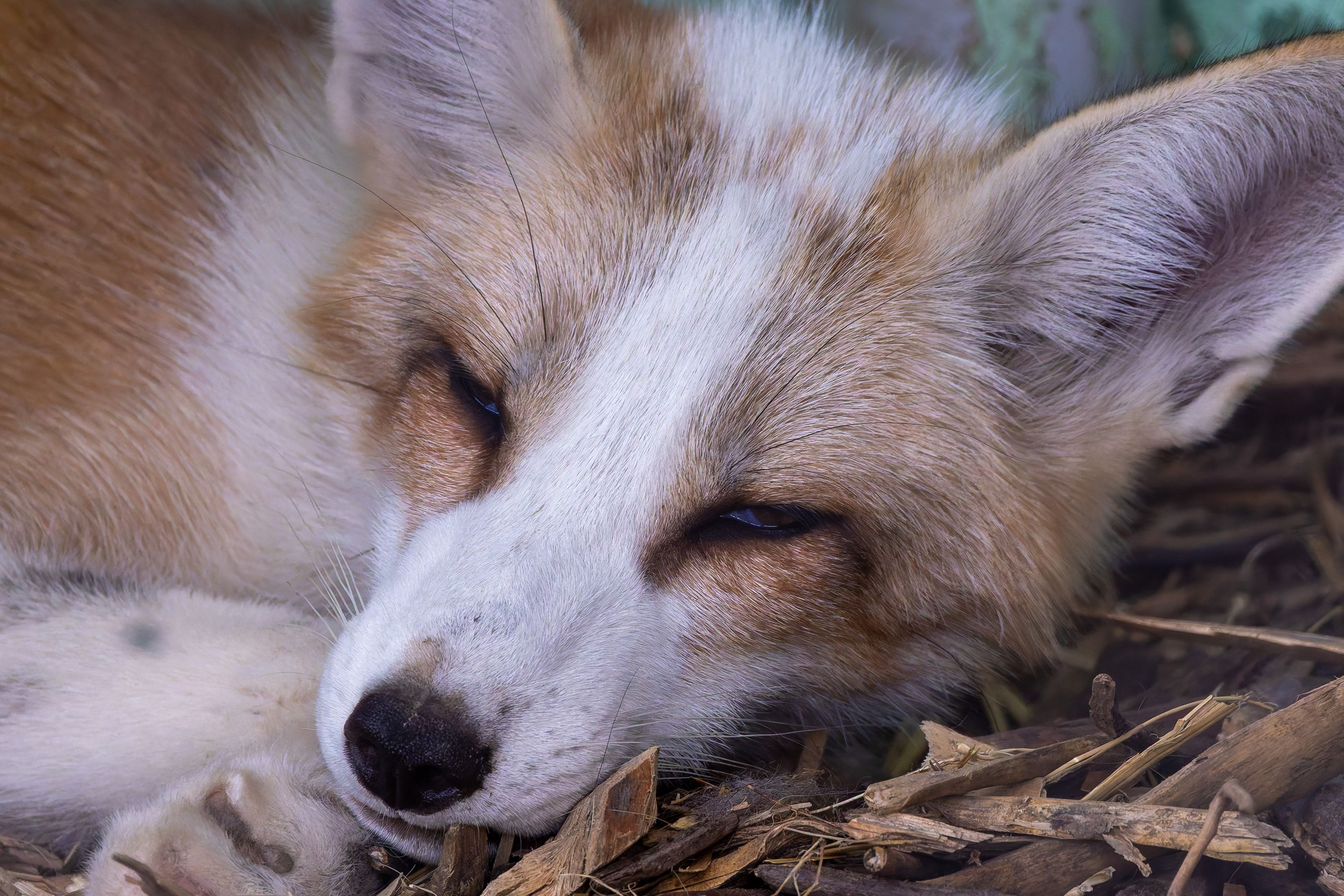 Close-up of a Red Fox Resting in Natural Habitat · Free Stock Photo