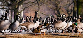 冬天，公园里有一大群加拿大鹅和鸭子在觅食